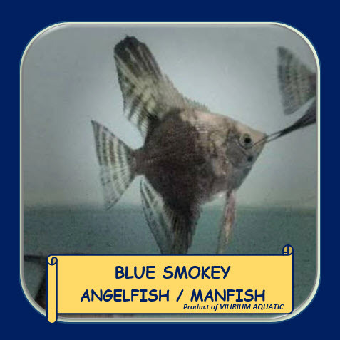 IKAN HIAS AIR TAWAR - ANGELFISH BLUE SMOKEY / MANFISH BLUE SMOKEY