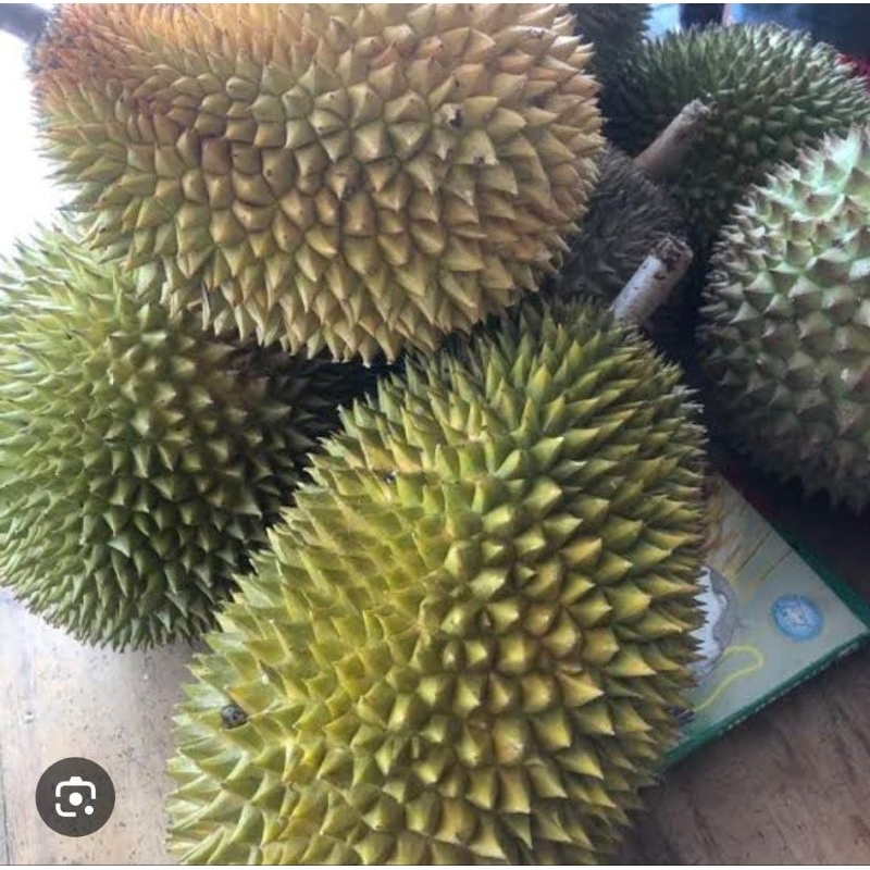

Duren Durian Lokal Asli Banyumas Jumbo Big Asli Legit Termurah