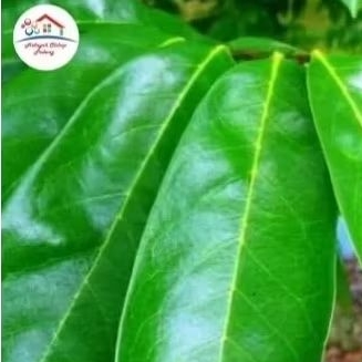 

Daun Sirsak Kemasan Vacum 100 gr