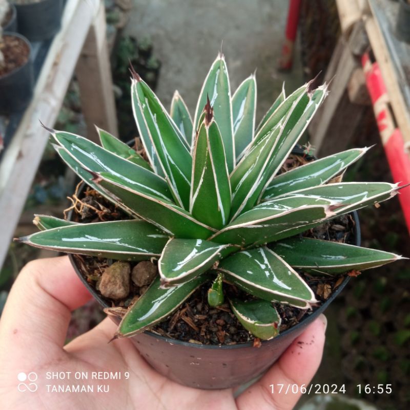 Agave Victoriae Reginae