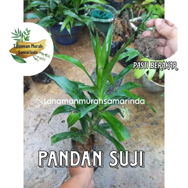 TMS~ Pandan Suji Herbal pewarna Dawet pewarna makanan alami