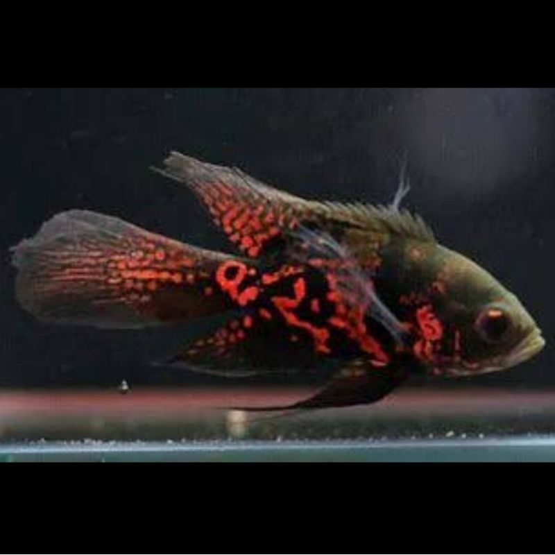 Ikan Hias Oscar Tiger Hitam Slayer