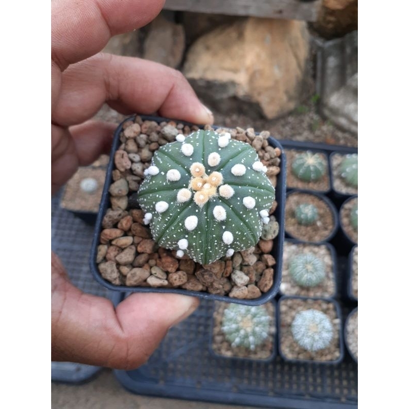 Astrophytum asterias yamamoto x ooibo