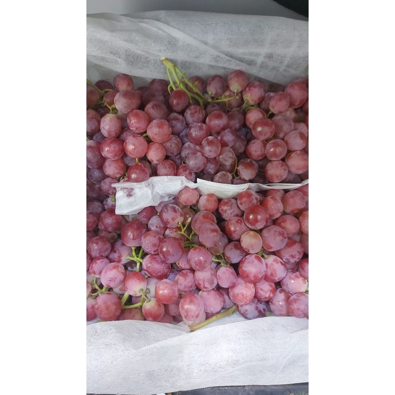 

Anggur Red Globe RRC - 500gr| Manis| segar | Buah segar