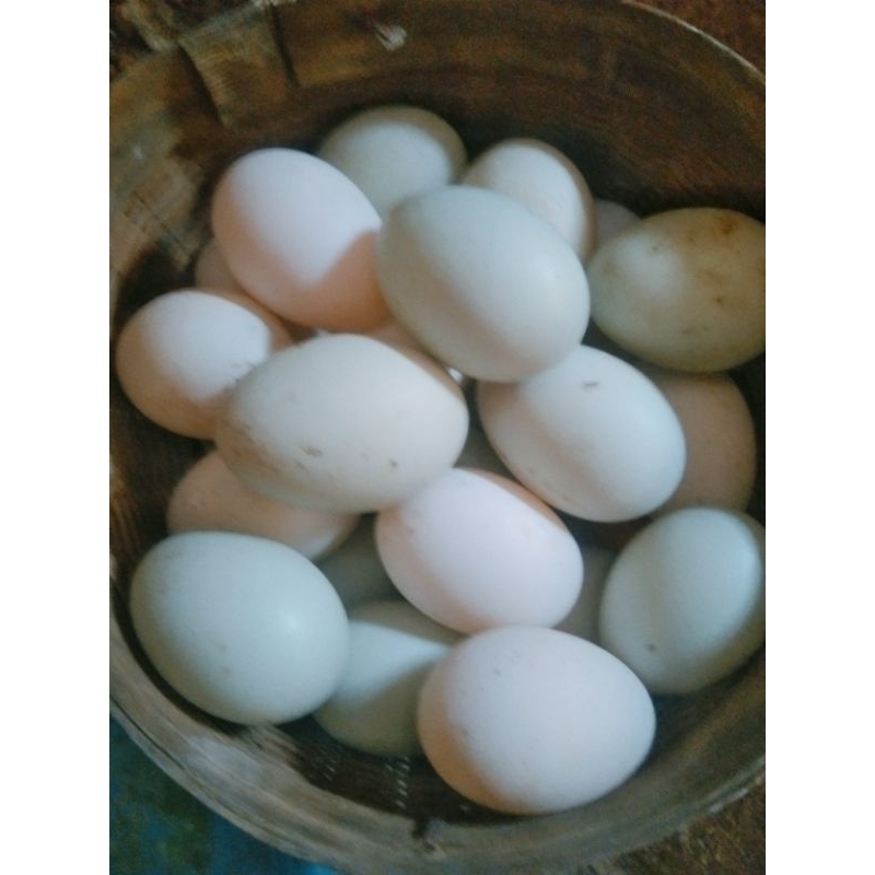 

TELUR BEBEK HIBRIDA TANGAN PERTAMA FRESH
