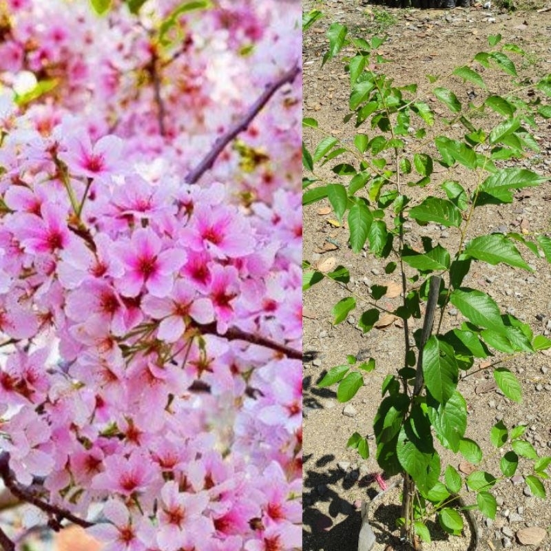 Bibit Sakura Jepang asli ukuran 1meter cherry blossom