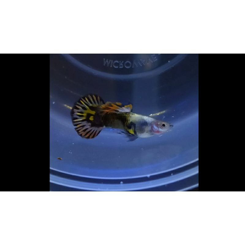 Hiasan akuarium guppy platinum galaxy roundtail