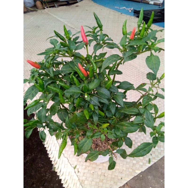 

cabe rawit hijau bibit