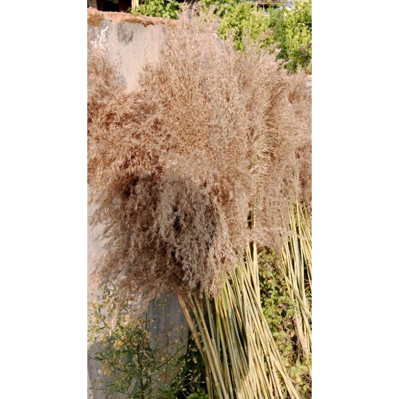 Pampas bulu, pampas lokal, pampas grass, dekorasi rustic