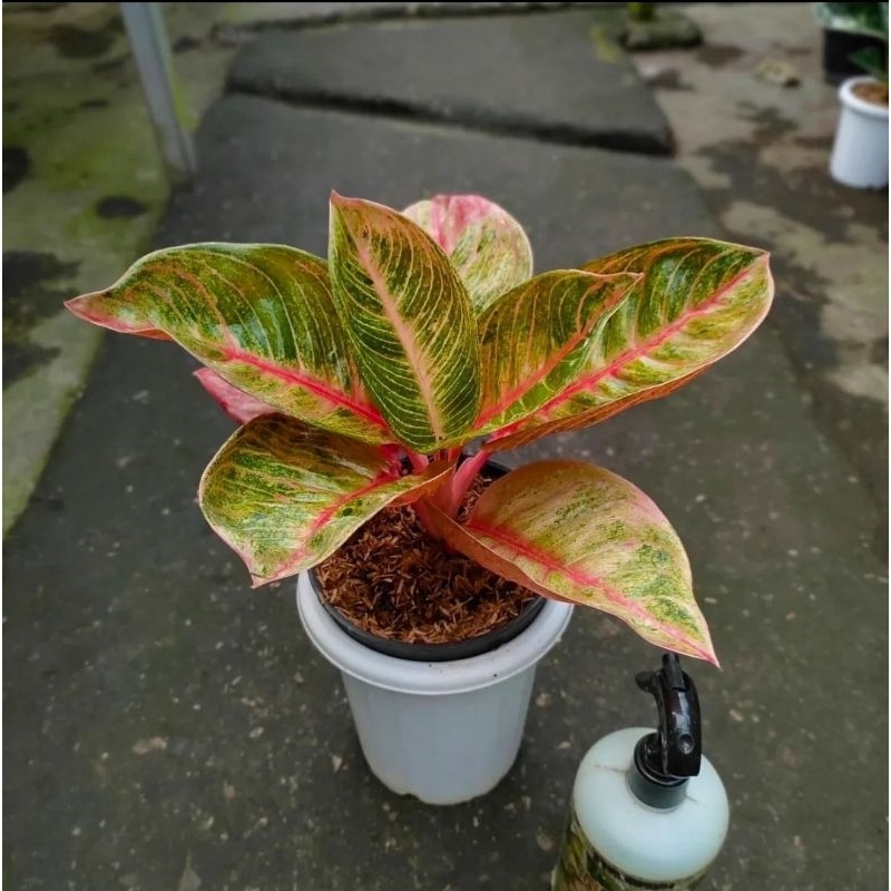 Tanaman Hias Aglonema Veronica Golden-Aglonema Veronica Golden Remaja 4-6 Daun