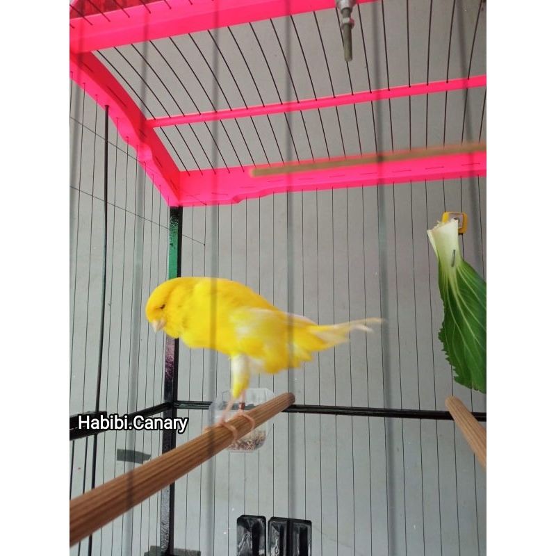 HabibiCanary - Burung Kenari Yorkshire TKF