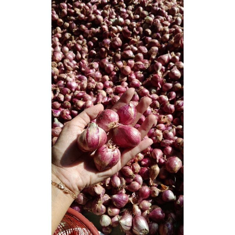 

Bawang merah super jumbo
