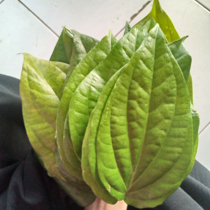 

Daun Sirih Segar/ Daun Sirih hijau 1 kg