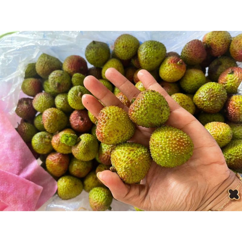 

Lcyhee Segar Import RRC