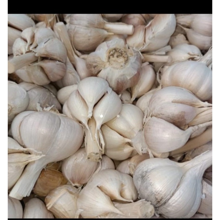 

bawang kating bersih 500 gram