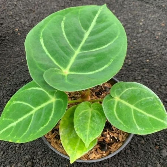 Anthurium Dorayaki Ori