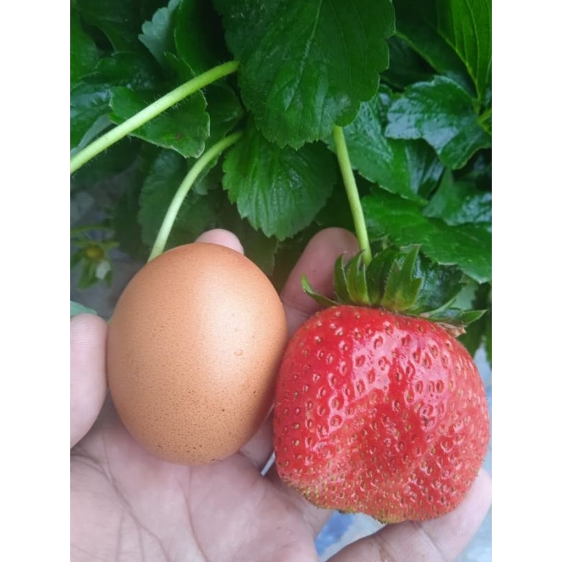 5 Bibit strawberry SAGAHONOKA Jumbo