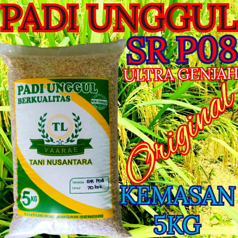 Bibit Benih PADI UNGGUL SR P08 ULTRA GENJAH KEMASAN 5KG NEW ORIGINAL