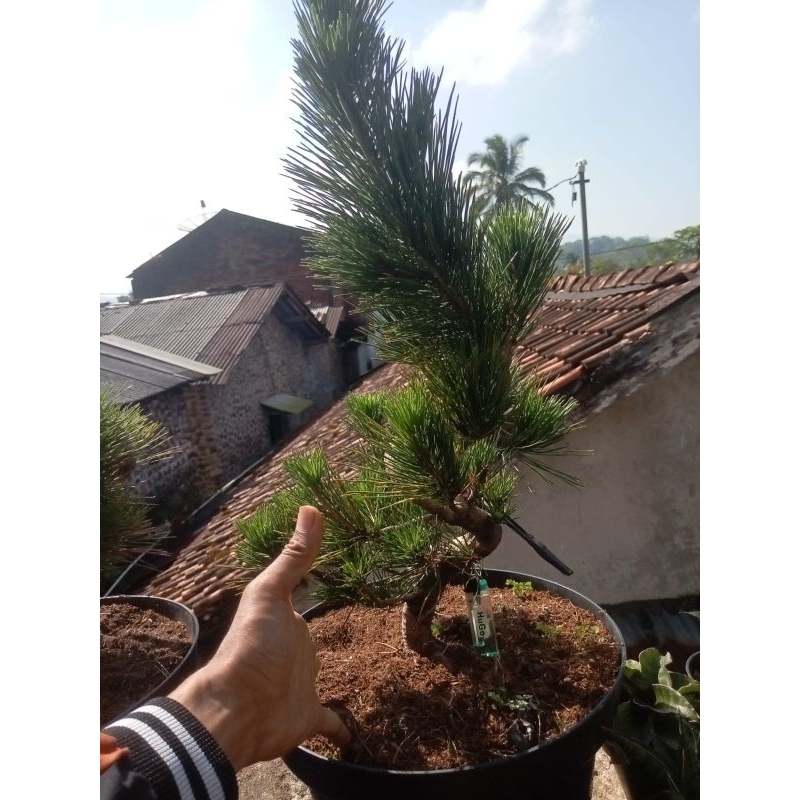 Bonsai Japanese Black Pine Batang Meliuk