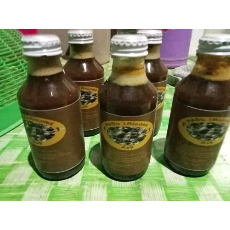 

madu trigona