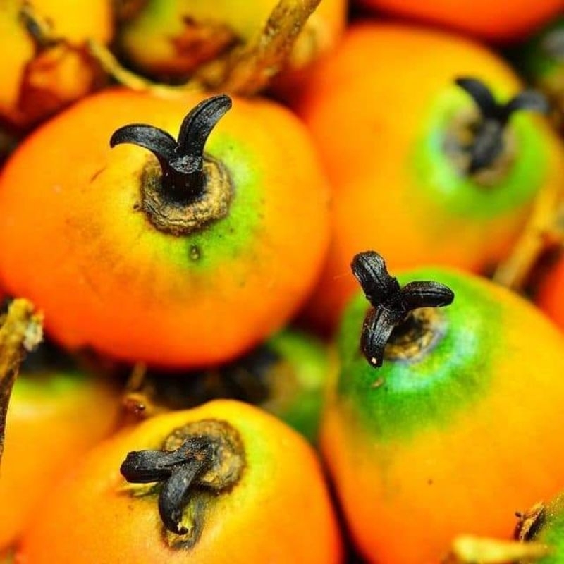 

Buah klapa sawit 500 gr untuk umpan pancing