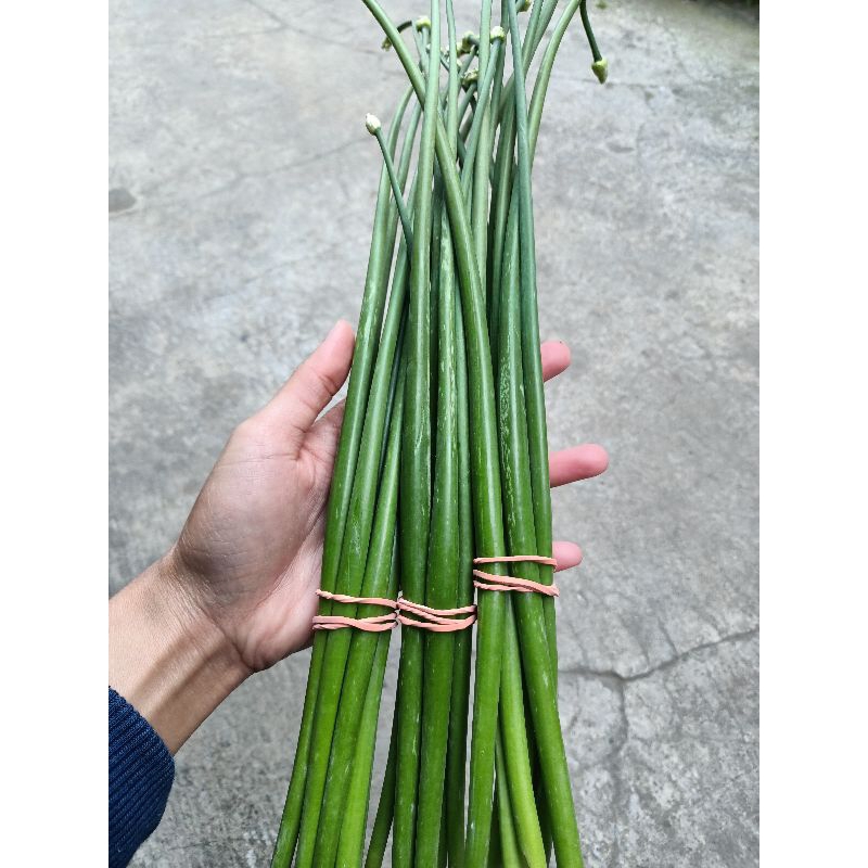 

Bunga bawang alias blalo belalo