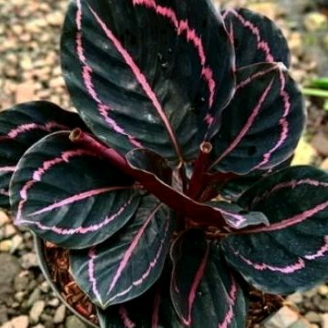 Tanaman Hias Calathea BlackLipstik, Calathea Black Lipstik