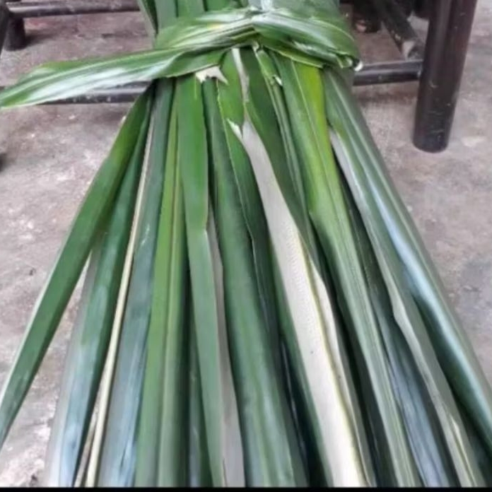 

Daun Aren Tua Segar 100 Batang petik langsung