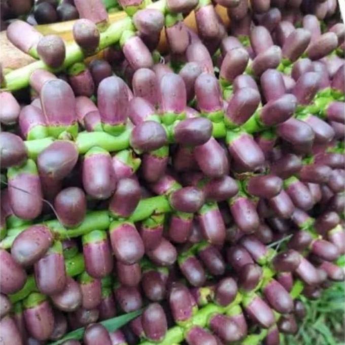 

Bunga aren Putik Buah Langari Segar 500 gram
