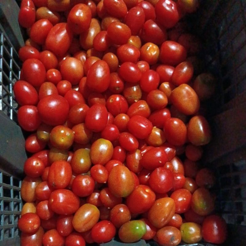 

Tomat Cherry