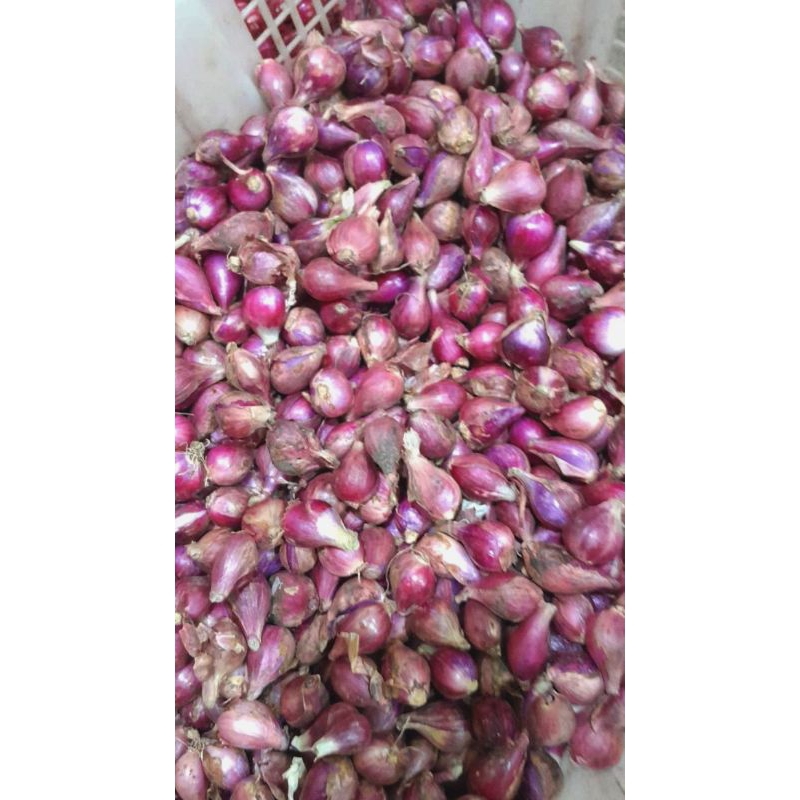

Bawang Merah brebes murah meriah