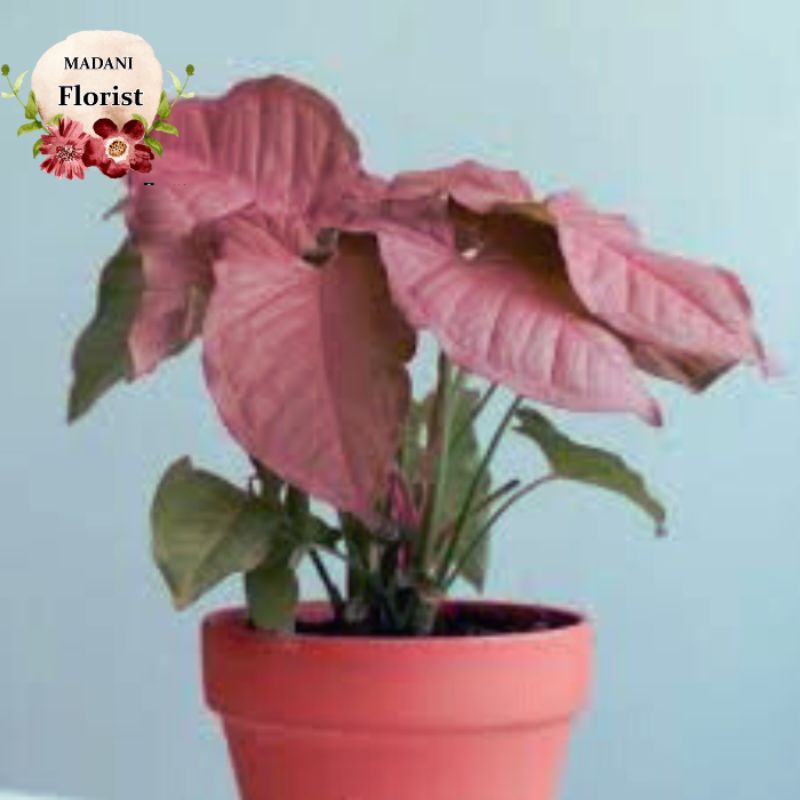 Harga singonium pink robusta Terbaru Okt 2024 |BigGo Indonesia