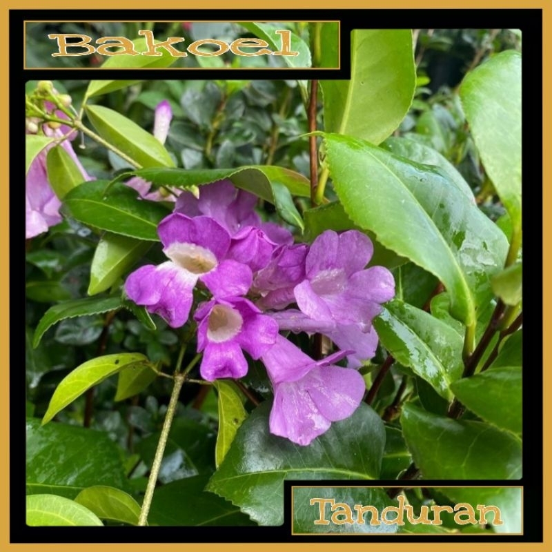 Tanaman Hias Garlic Vine