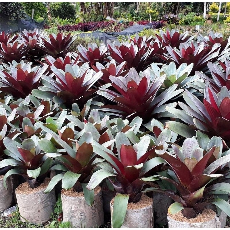 Bromelia Giant