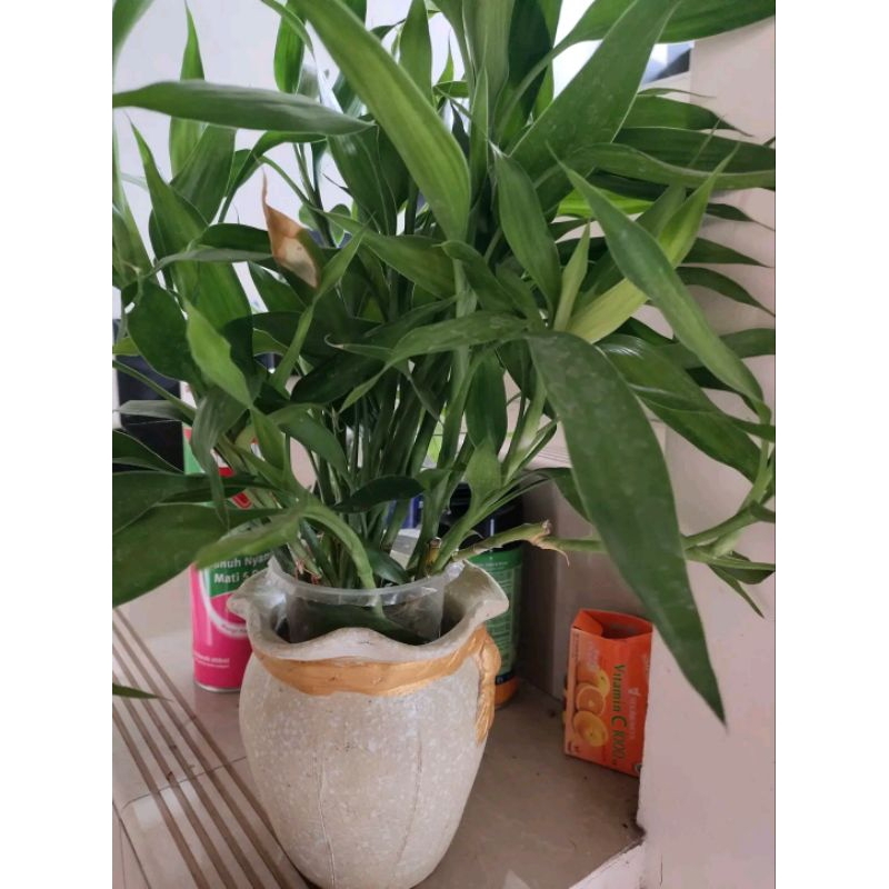 Bahan stek bunga sri rejeki