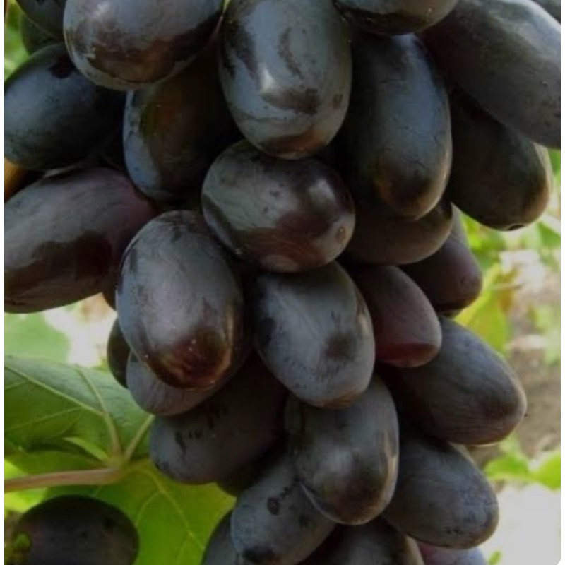 

BIBIT ANGGUR IMPORT GIOVANNI HASIL GRAFTING CEPAT BERBUAH