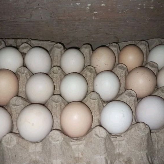 

TELUR KONSUMSI / TELUR TETAS LARMOD X ELBA KUALITAS TERBAIK