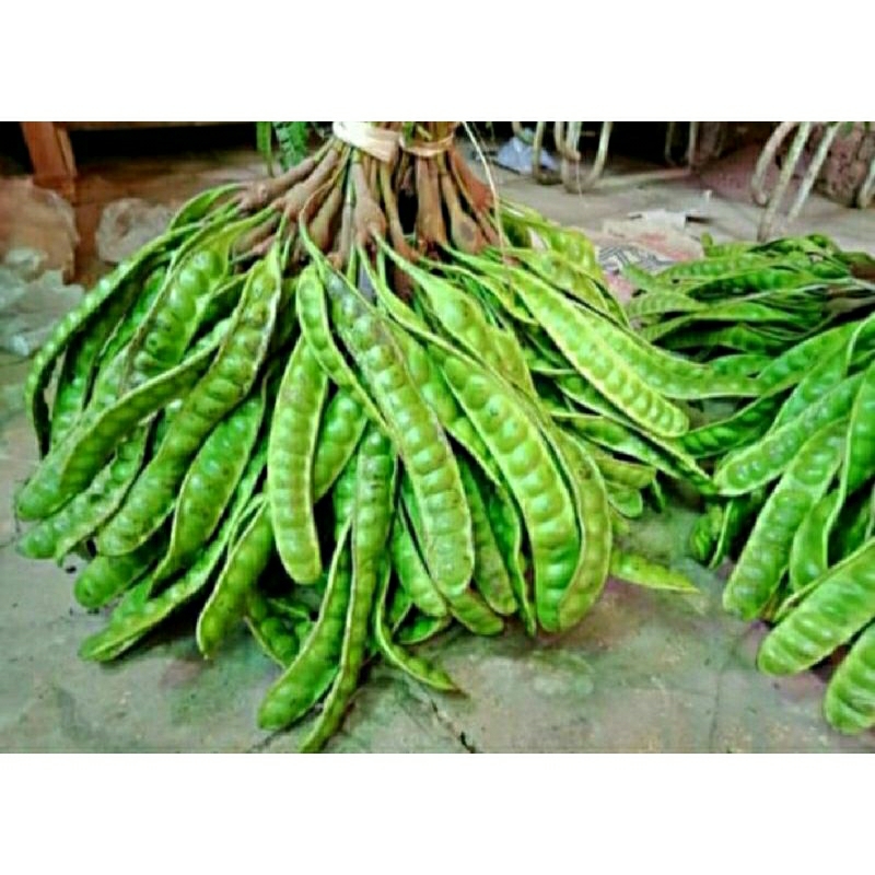 

pete seger murah petei murah per biji.