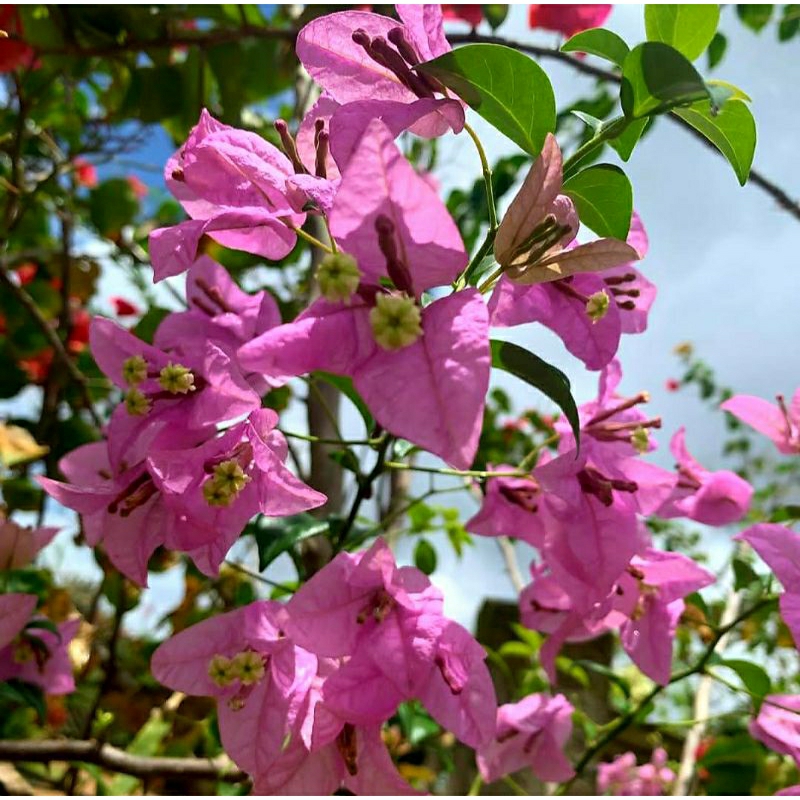 Bunga Hias Bougenville SGP Singapore Soft Pink