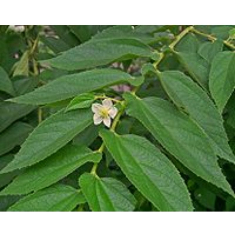 

Daun kersen segar 1 kg