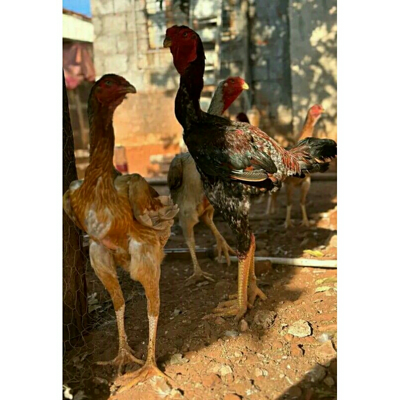 

Telur pertil ayam indio gigante ory atau pure line untuk di tetaskan.