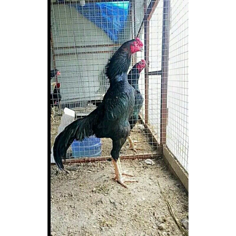 

Telur fertil ayam O-shamo ory impor jepang untuk di tetaskan