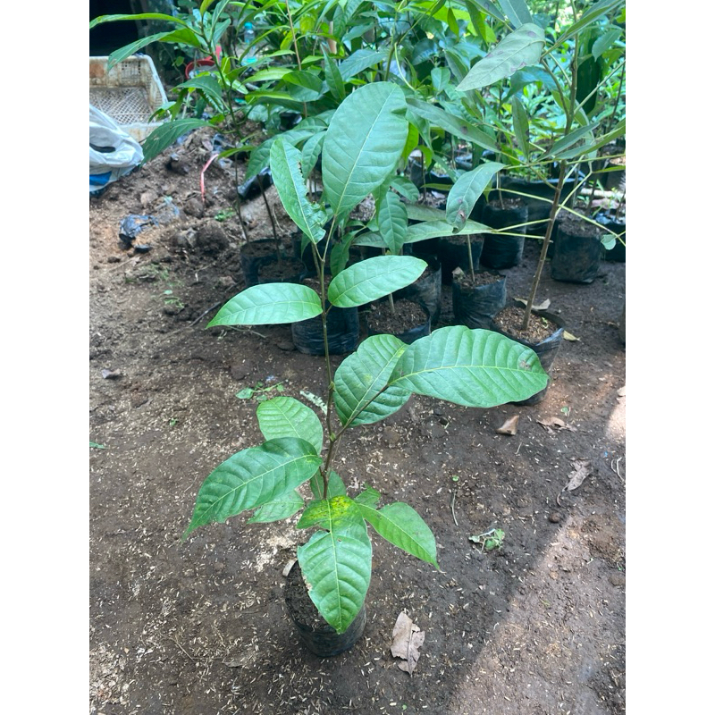 Bibit Pohon Kenari - Kanari - Pohon Juglans - Tanaman kayu Kenari