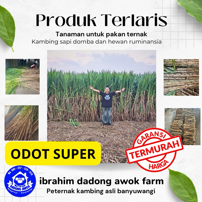 bibit rumput odot super - rumput gajah mini / rumput pakan ternak - bukan napier pakcong gama umami
