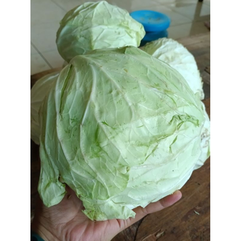 

Kobis atau Kol 300gr
