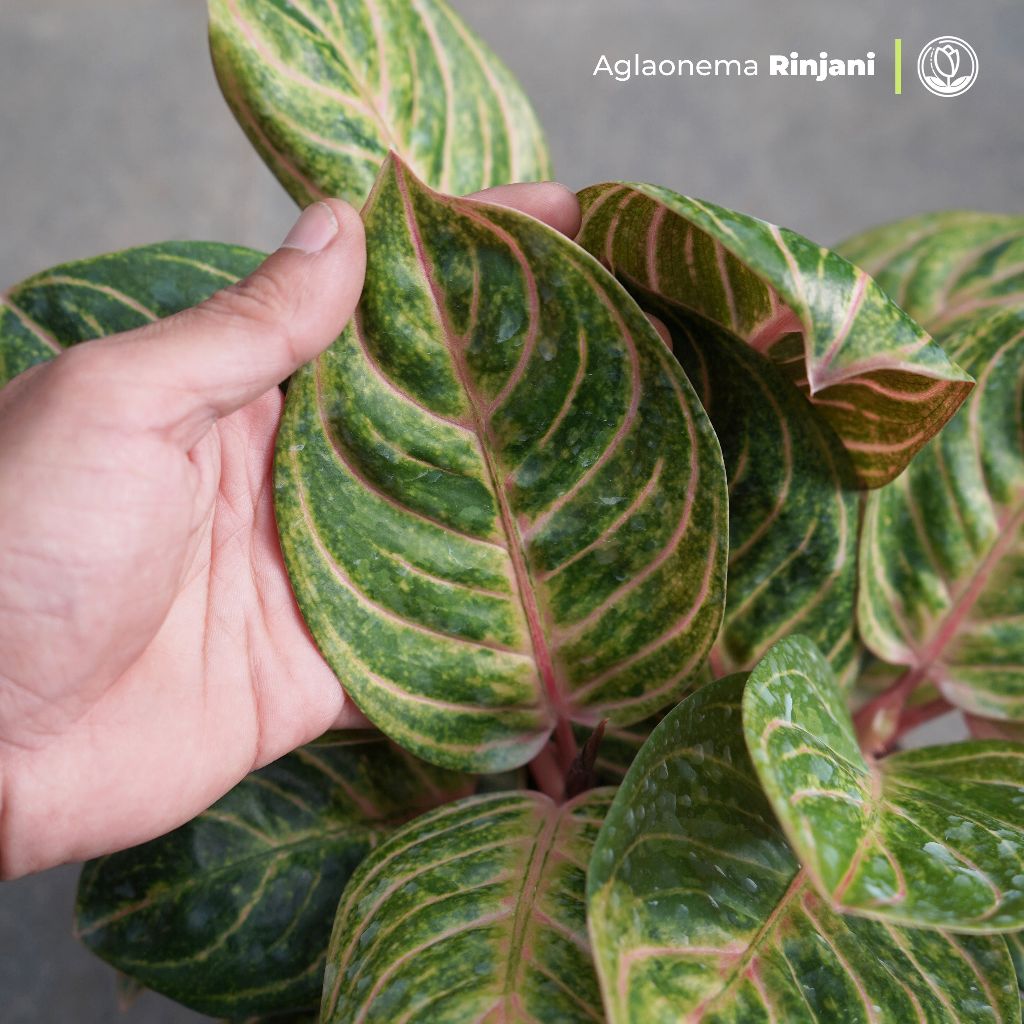 Aglonema Rinjani Rumpun