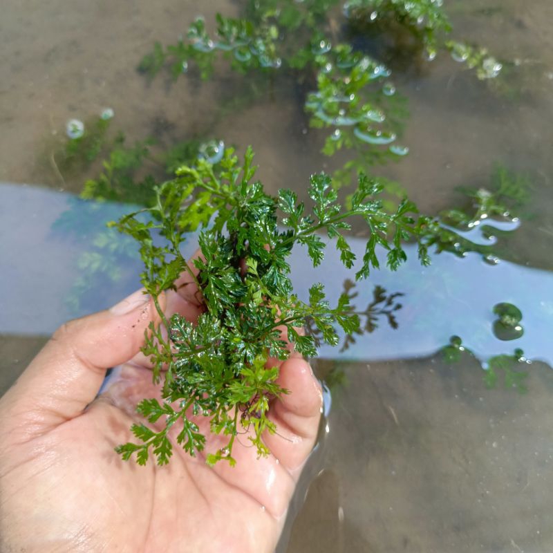 Bolbitis Heteroclita Difformis