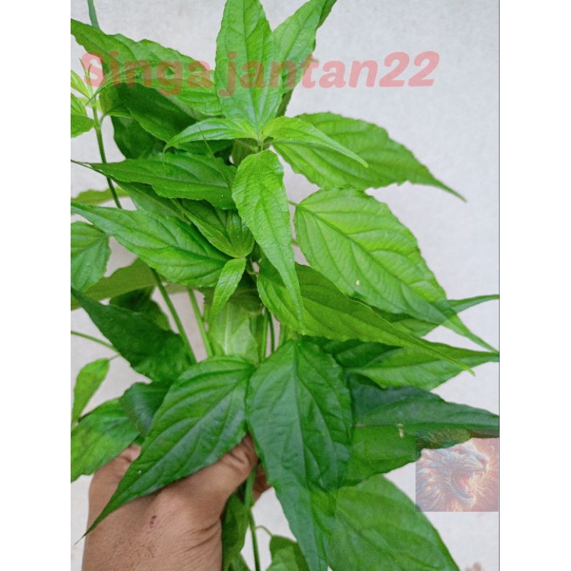 

Daun belalai gajah herb 1 kg fresh