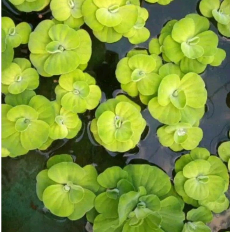 tanaman aquascape kapu kapu mawar/tanaman apung