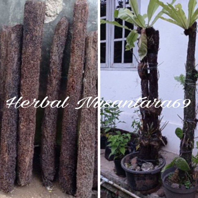 HJ6 Batang Pohon Pakis Media Tanam Anggrek tinggi 75cm lebar 8cm